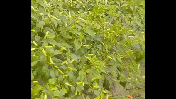 Kebun